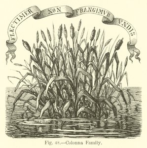 Coluna da família de English School