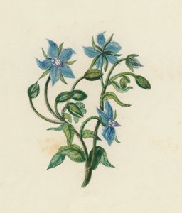 Borage comum, Borago Officinalis (cor litho) de English School