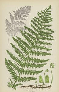 Freio Comum (cor litho) de English School