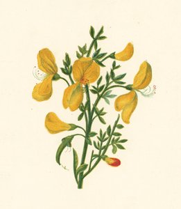 Vassoura comum, Cytisus Scoparius (cor litho) de English School