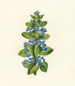 Ajuga Reptans (litografia a cores) de English School