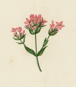 Centauro comum, Erythraea Centaurium (litografia a cores) de English School