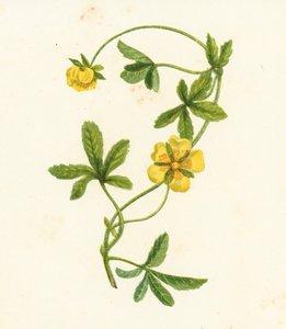 Cinquefoil rasteiro comum, Potentilla Reptans (litografia a cores) de English School