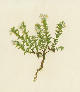 Euphrasia Officinalis (litografia colorida) de English School