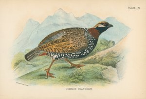 Francolin Comum de English School