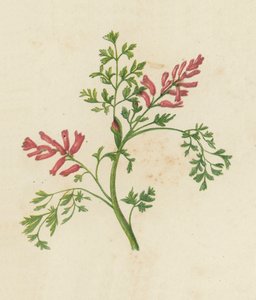 Fumitória comum, Fumaria Officinalis (litografia colorida) de English School