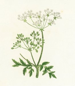 Hemlock comum, Conium Maculatum de English School