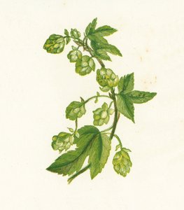 Lúpulo Comum, Humulus Lupulus de English School