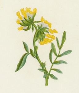 Ervilhaca comum dos rins, Anthyllis Vulneraria (cor litho) de English School