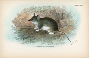 Rato pouched comum de English School