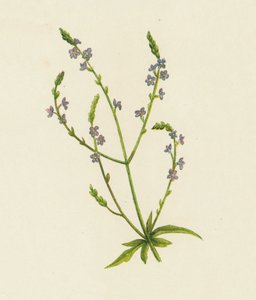 Vervain comum, Verbena Officinalis (cor litho) de English School