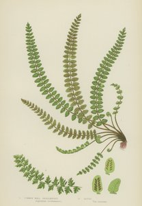 Maçarico-de-bico-comum (cor litho) de English School