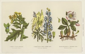 Plantas venenosas comuns (gravura) de English School