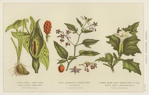 Plantas venenosas comuns (gravura) de English School