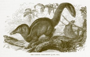 Árvore-shrew comum, ilustração da história natural real de English School