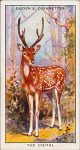 Cores ocultas para proteção, Animais, O Chital (litografia a cores) de English School