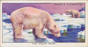 Cores ocultas para proteção, Animais, O Urso Polar (litografia a cores) de English School