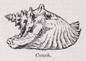 Conch (litho) de English School