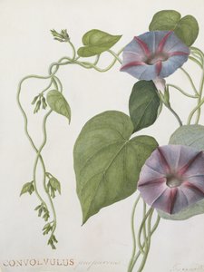 Convolvulus Purpurus (wc em velino)