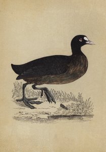 Coot (cor litho) de English School