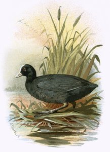 Galeirão