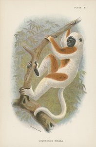 Coquerels Sifaka de English School