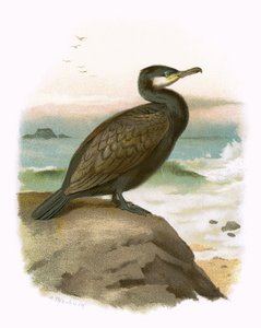 Cormorão
