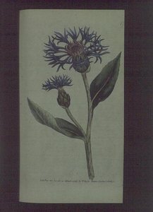 Cornflower (Centaurea montana), prato 77 de William Curtis