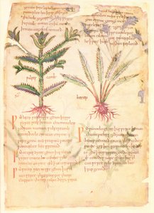 Algodão Vitellius C.III fol.30 Ilustrações do Wulfes Camb e Henep, de 