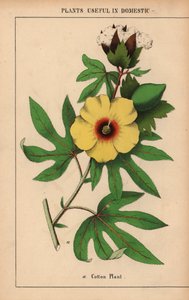 Planta de algodão, com flor amarela e cápsula de algodão branco. 

, de "The Instructive Picturebook, or Lessons from the Vegetable World," [Charlotte Mary Yonge], Edimburgo de English School
