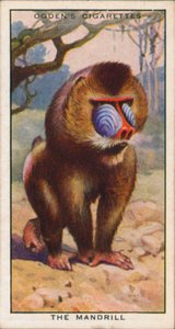 Cores da corte, Animais, O Mandril (litografia a cores) de English School