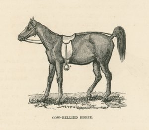 Cavalo de barriga de vaca (gravura) de English School