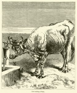 Vaca trabalhando uma Bomba (gravura) de English School