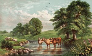 Vacas em pé no fluxo de English School
