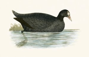 Galeirão-de-crista, ilustração de "Uma História das Aves da Europa Não Observadas nas Ilhas Britânicas", de Charles Robert Bree (1811-1886), publicada em 1867 de English School
