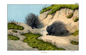 Porcupine Crested de English School