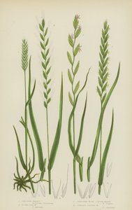 Trigo Crescido, Trigo do Mar Rústico, Trigo Rasteiro, ou Capim de Sofá, Trigo de Raízes Fibrosas (cor litho) de English School
