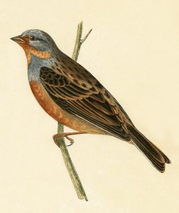Estamenha de Cretzschmaer, ilustração de "Uma História das Aves da Europa Não Observadas nas Ilhas Britânicas", de Charles Robert Bree (1811-1886), publicada em 1867 de English School