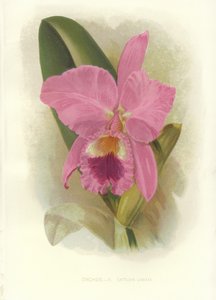 Cattleya carmesim de English School