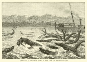 Crocodilos no rio Shire, visto do navio pioneiro de English School