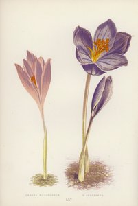 Crocus Nudiflorus; C Speciosus (cor litho) de English School