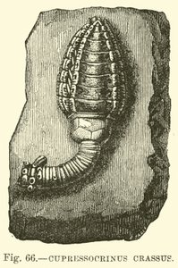 gordura Cupressocrinus de English School