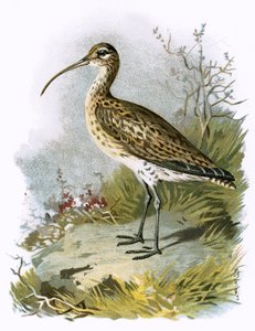 Maçarico