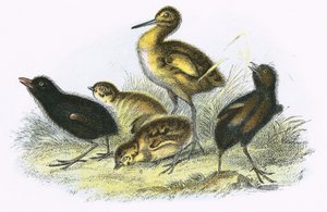 Curlew, Land Rail, Perdiz e Moor Hen (sentido horário)