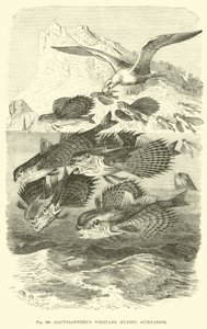 Dactylopterus Volitans, Flying Gurnards de English School