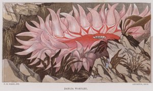 Dália Wartlet (litografia a cores) de English School