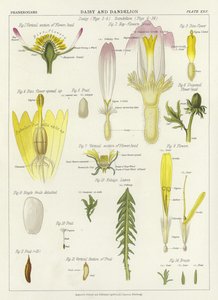 Daisy e Dandelion de English School