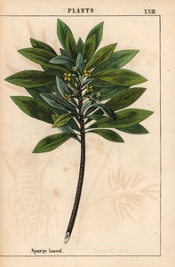 Daphne laureola ou Spurge-laurel   , de "The Instructive Picturebook, or Lessons from the Vegetable World," [Charlotte Mary Yonge], Edimburgo de English School