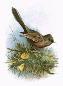 Toutinegra de Dartford