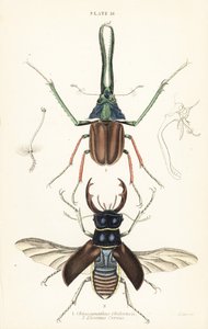 O escaravelho de Darwin, o besouro de Grant ou o escaravelho de Grant chileno, Chiasognathus grantii 1, e o escaravelho europeu, Lucanus cervus 2 de English School